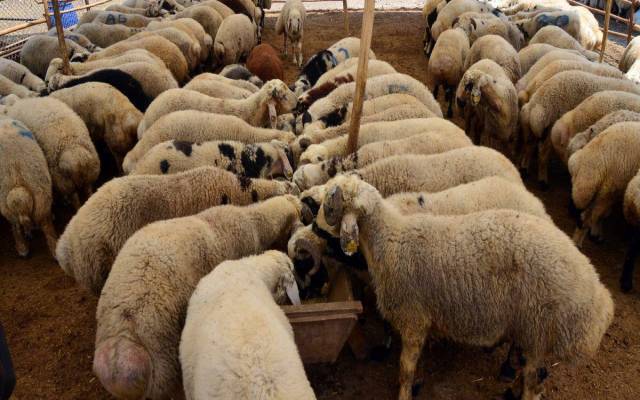 Gebze Adak Fiyatları Gebze Adak Fiyatları - Gebze Adaklık Kurban Fiyatları