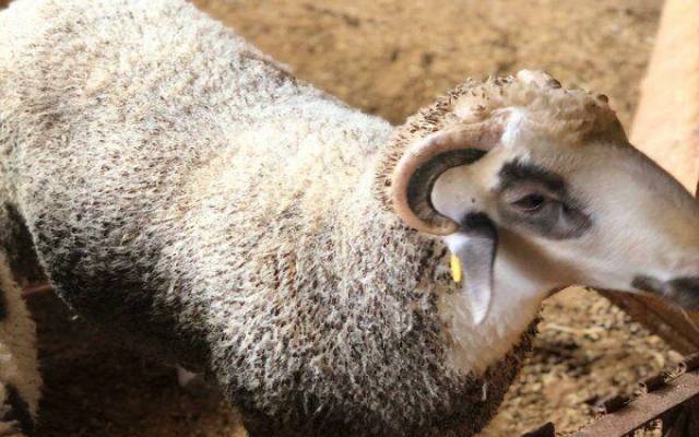 Gebze Adak Kurban Fiyatları Gebze Adak Kurban Fiyatları