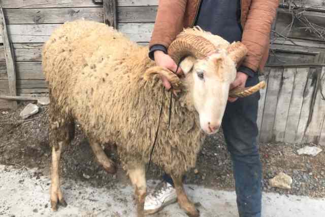 Hakkımızda Adak Kurban 3 Hakkımızda Adak Kurban 3