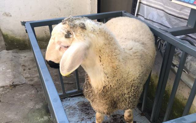 Pendik Kurbanlık Koç Fiyatları