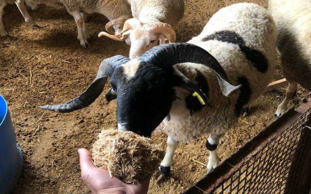 Pendik Kurbanlık Koyun Fiyatları