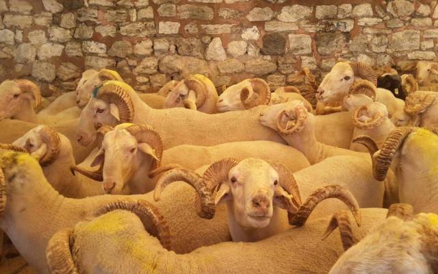 Pendik Kurbanlık Kuzu Fiyatları