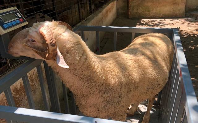 Pendik Kurtköy Kaynarca Tuzla Adak Kurbanlık Hizmetleri