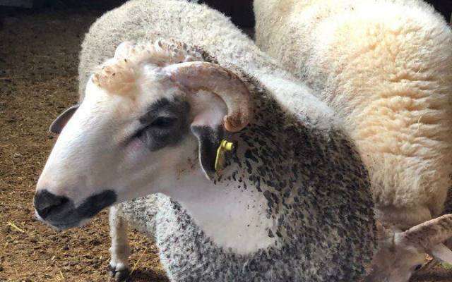 Pendik Kurtköy Kurban Fiyatları