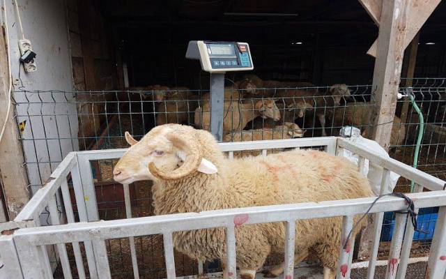 Pendik Yenişehir Mahallesi Adak Kurban