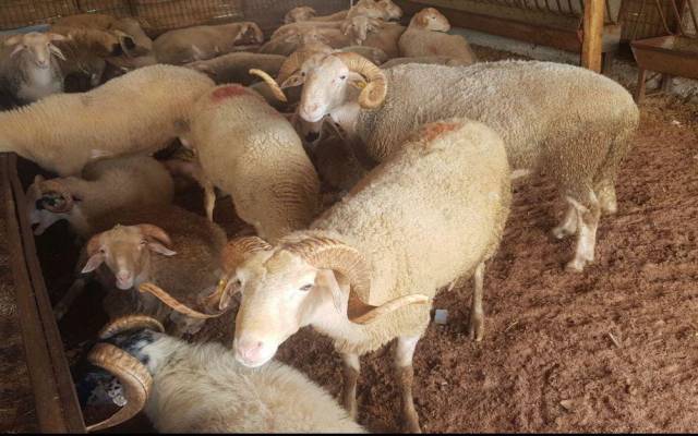 Sultanbeyli Adak Kurban Fiyatları Sultanbeyli Adak Kurban Fiyatları