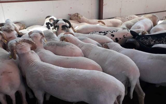 Tuzla Adak Fiyatları Tuzla Adak Fiyatları - Tuzla Adaklık Kurban Fiyatları