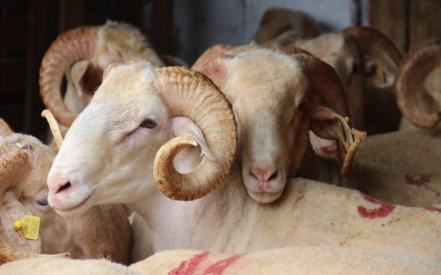 Ümraniye Adak Kurban Fiyatları Ümraniye Adak Kurban Fiyatları