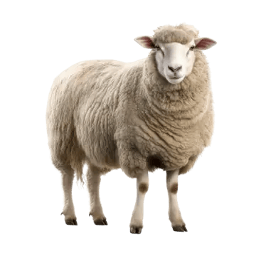 pngtree-sheep-isolated-on-transparent-background-png-image_7110061 pngtree-sheep-isolated-on-transparent-background-png-image_7110061