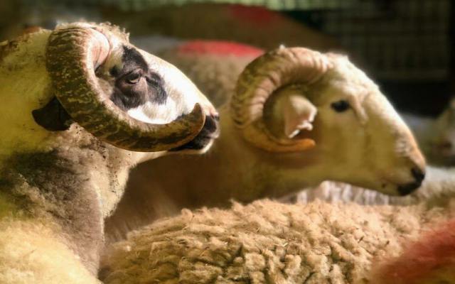 Pendik Adak Pendik adak kesimi için güvenilir ve hijyenik hizmetler sunuluyor. İslami usullere uygun, ruhsatlı kesim alanlarında adak kurbanı süreci.